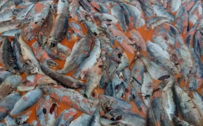 [Deutsche Welle] Muerte masiva de salmones en Chile pone industria en la mira