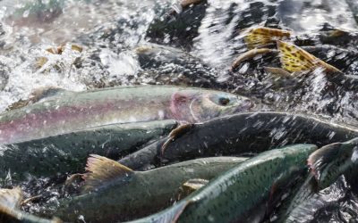 [Ciper] 95 casos de sobreproducción de salmones en reservas nacionales sin sanción (parte 2)