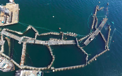 [El Mostrador] El impacto de la salmonicultura en la acidificación del mar y anoxia en La Patagonia chilena