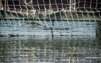 [El Mostrador] Veterinarios piden maximizar esfuerzos para eliminar remanentes de mortalidad de salmones y esperan medidas correctivas