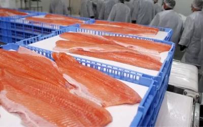 [Bío Bío] Uso de antibióticos en salmoneras chilenas aumentó un 24% entre 2019 y 2022 pese a plan de reducción