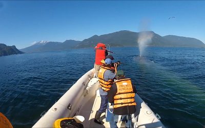 [Mongabay] Chile: científicos demuestran cómo las ballenas son asediadas por cientos de barcos en la Patagonia