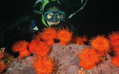 [National Geographic] Lo que ocultan los fiordos de la Patagonia