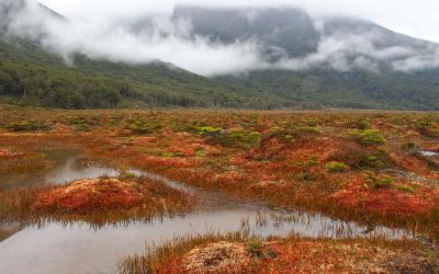 [Prensa U de Chile] Patagonia chilena almacena casi el doble de carbono que los bosques de la Amazonía por hectárea