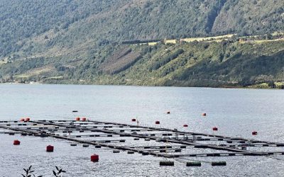 [Ciper] Nuevo escape de salmones en Los Lagos: un problema político