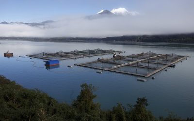 [Diario U de Chile] “Tienen un uso de instrumento financiero”: Fundación Terram advierte sobre concesiones salmoneras en proceso de caducidad