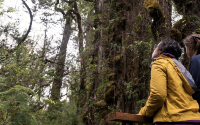 [El Mostrador] Chile gana por segundo año consecutivo el Óscar del Turismo como el Mejor Destino Verde del Mundo