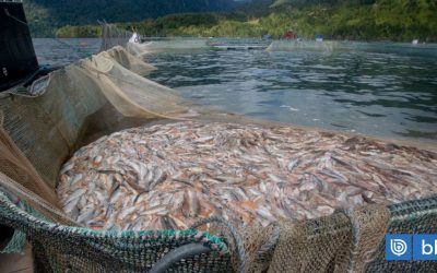 [Bío Bío] Salmoneras: Contraloría detecta falta de fiscalización de Sernapesca que impide término de concesiones