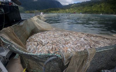 [ElDesconcierto] Hasta marca Patagonia acusa a salmoneras de dejar “zonas muertas” en mares protegidos del sur de Chile