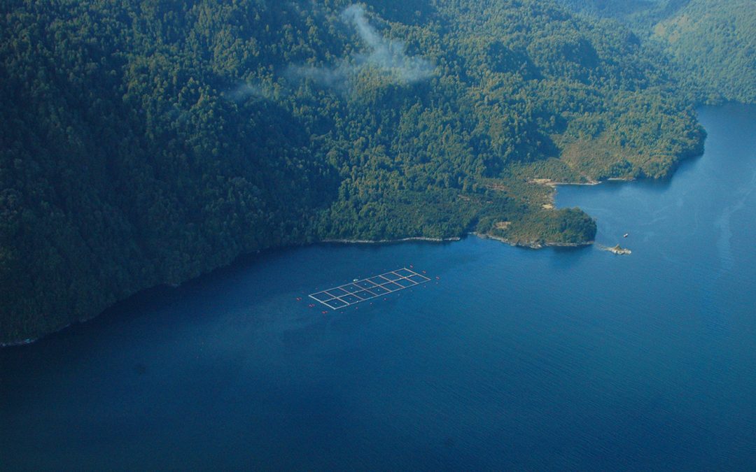 [El Divisadero] Salmoneras en áreas protegidas de Aisén